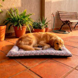 Colchonete Pet Quality Impermeável Médio Collor Rosa