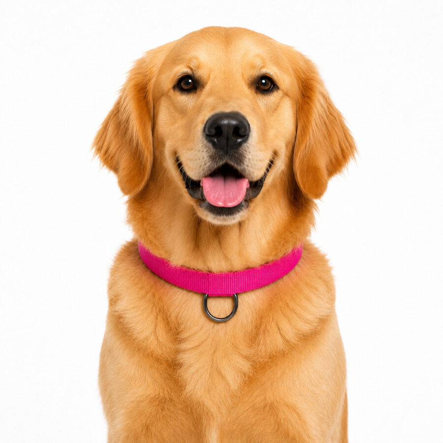 Coleira Pet Simples Pink